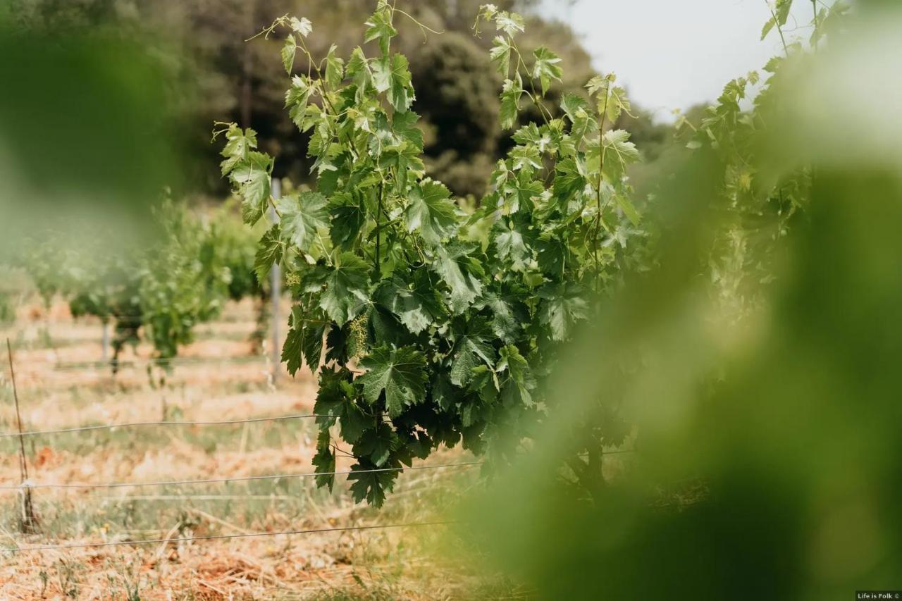 Domaine Des Bruguieres Villa Entrecasteaux Dış mekan fotoğraf